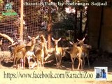 Karachi zoo Black Buck Deer