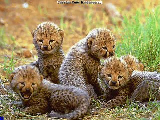 ترنيمة مين أحن منك