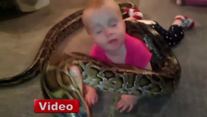 Küçük Kızın Pitonla Oyunu