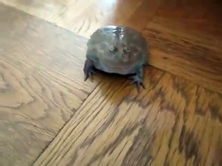 Zaba vristi na dodir