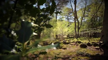 The Tale of the Wild Haggis:  from first sight to Burns Night