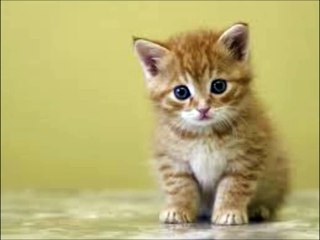 카지노배팅【 Ｗ­Ｏ­Ｗ­８­８­０。­Ｃ­Ｏ­Ｍ 】카지노슬롯머신