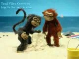 Macacos monkeys