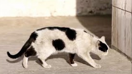 바카라배팅【 Ｗ­Ｏ­Ｗ­８­８­０。­Ｃ­Ｏ­Ｍ 】바카라패턴