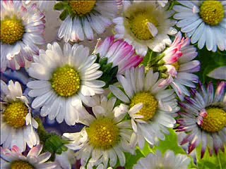 Muhammad Saww Ka Chehra Mubarak - Maulana Tariq Jameel