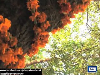 Beautiful views of Daman-e-Koh and a popular tourist spot