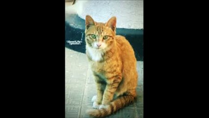 해외바카라【 Ｗ­Ｏ­Ｗ­８­８­０。­Ｃ­Ｏ­Ｍ 】라이브바카라소스