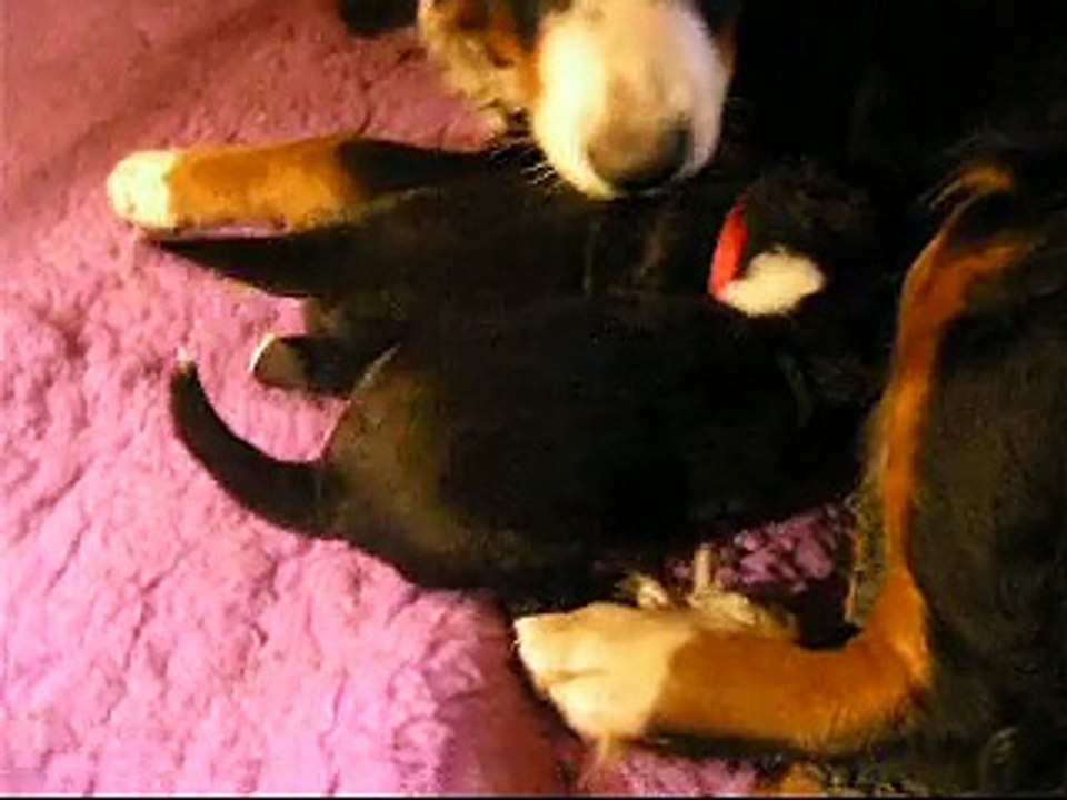 17 janv les bébés à la tétée