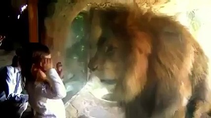 A child provokes a lion, see what he did-!!