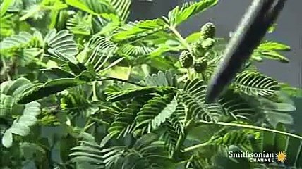 It,s really amazing Touch me not very nice.