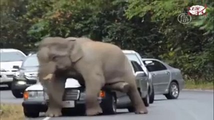 Aik hathi kase garion ko tabah karta hai-Lions72.com