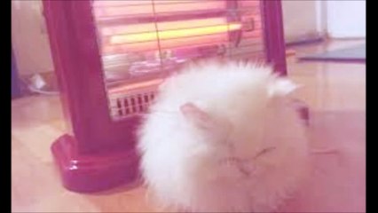 블랙잭연승【 Ｗ­Ｏ­Ｗ­８­８­０。­Ｃ­Ｏ­Ｍ 】인터넷식보