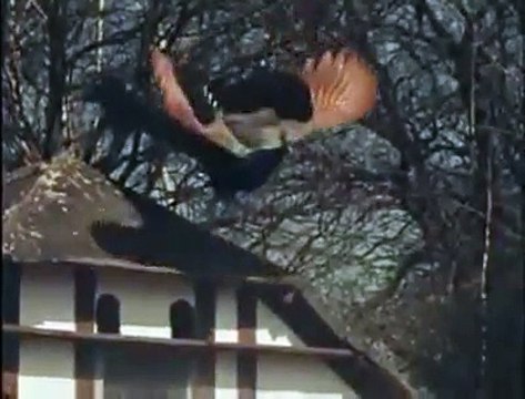 Its realy Amazing Landing of pecock watch in slow motion.