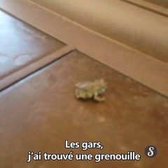 L'histoire de Jimmy la grenouille