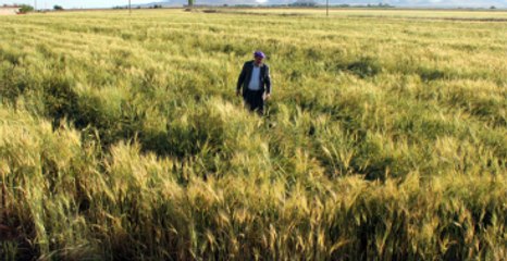 Gübre ve Mazot Desteği Artacak Çiftçi Coşacak