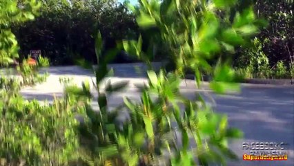 Köpeği Aslan Kılığına Sokup Milletin Üstüne Salmak