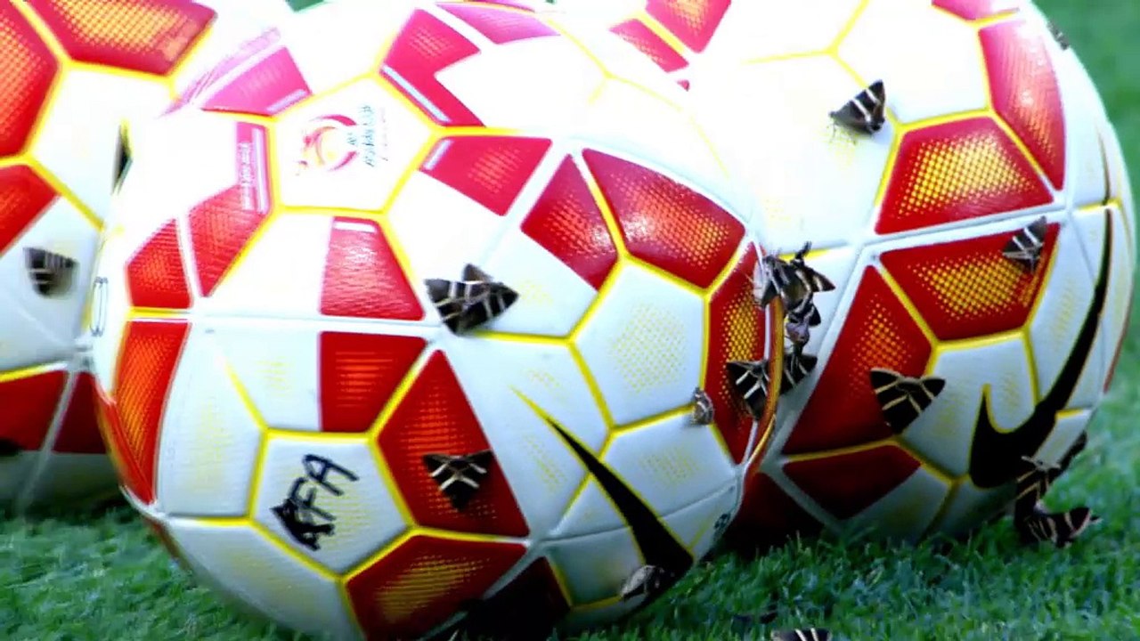 Asien Cup: Motten soweit das Auge reicht