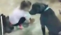Four year old girl controlling five pit bulls