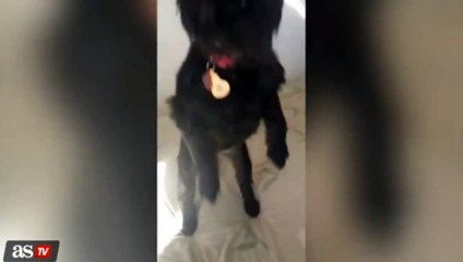 Ce chien qui n'aime pas Lionel Messi...