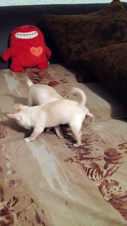 JASMINE WHITE DE LA DIVINE SYMPHONIE & JACK POT DE LA DIVINE SYMPHONIE