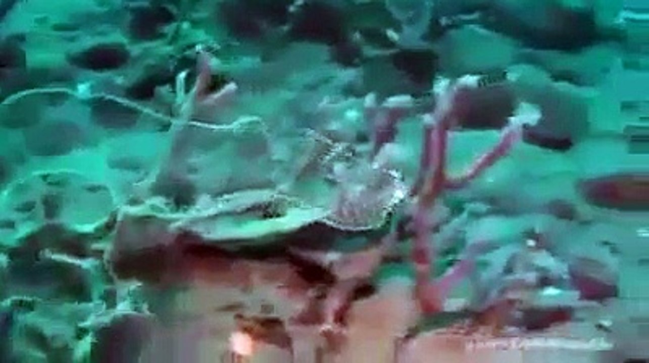 Subhan Allah Amazing Fish watch the beautiful creation of allah.