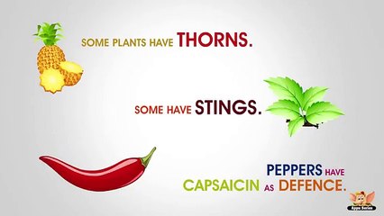 Why does Chilli Pepper make your Nose Run.mp4