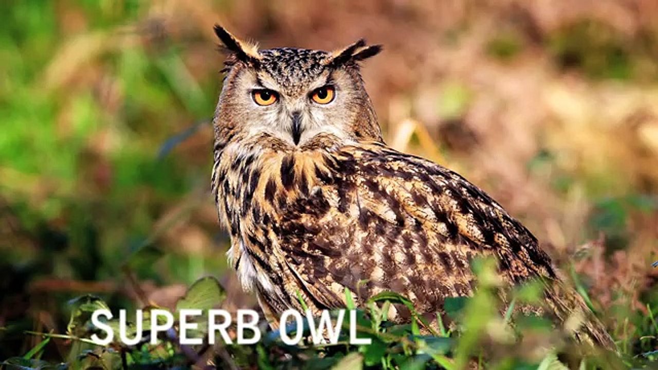 TOP 10 FUNNIEST SUPERBOWL ADS - Best Ten Super Bowl XLVII 2013 Commercials