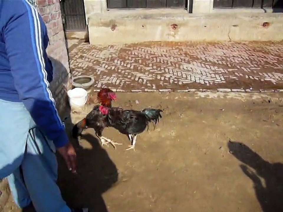 Red&Black Patha vs Black Ganoi First Traning