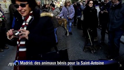 Espagne: des animaux bénis pour la Saint-Antoine