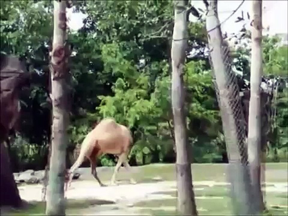FUNNYVINESCOMPILATION--YtPak.com