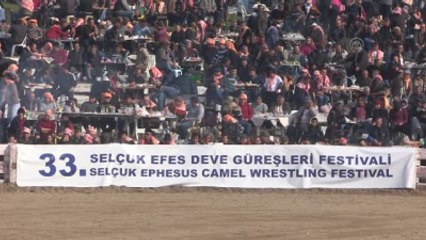 Deve Güreşlerine Yoğun İlgi