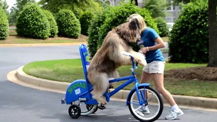 Ce chien fait du vélo !