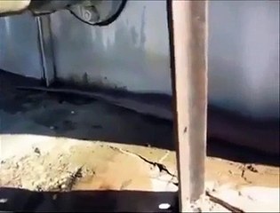 دنیا کا سب سے بڑا سانپ دیکھیں