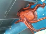 Smart Octopus escapes from fisher boat!