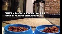 2-hungry-cats-time-lapse-photography-iPhone 5- Cats Feeding