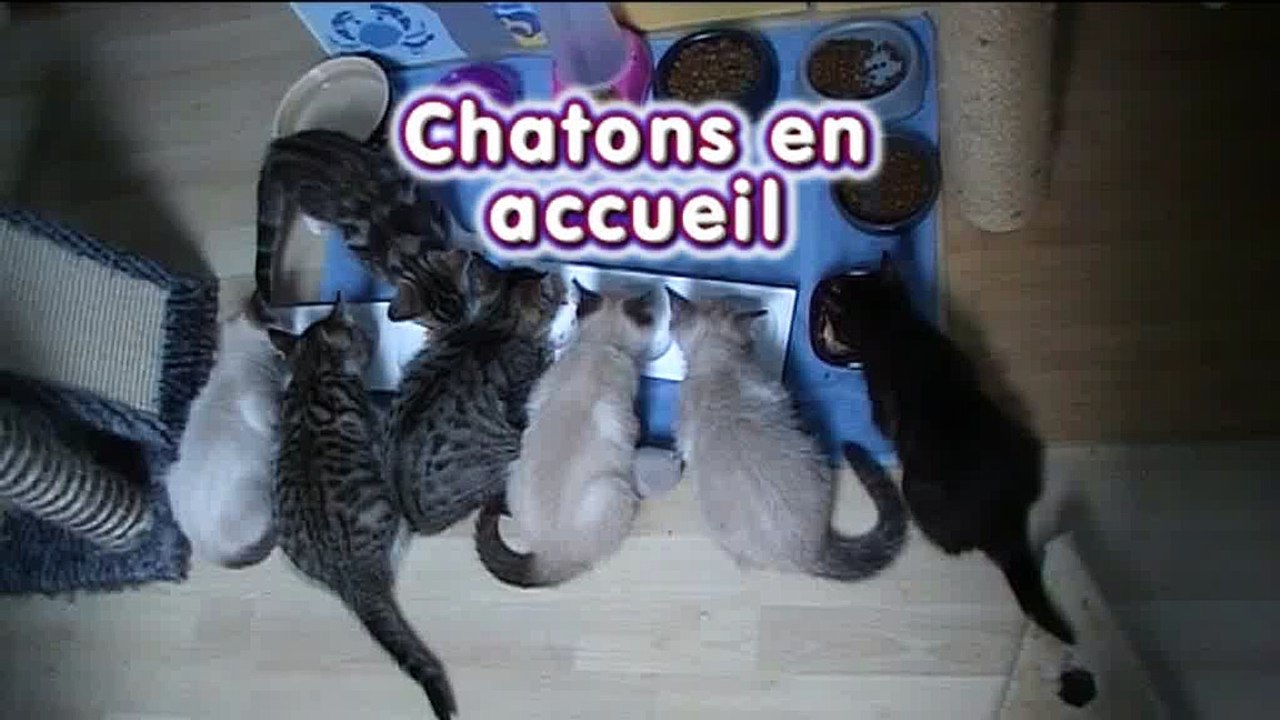 Chatons en famille d'accueil