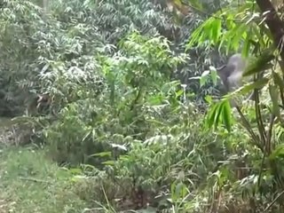 What Do You Do When An Elephant Charges At You?