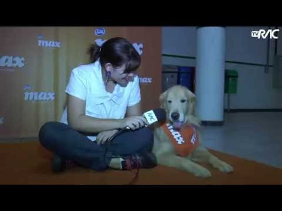 Conheça Max, o cão celebridade