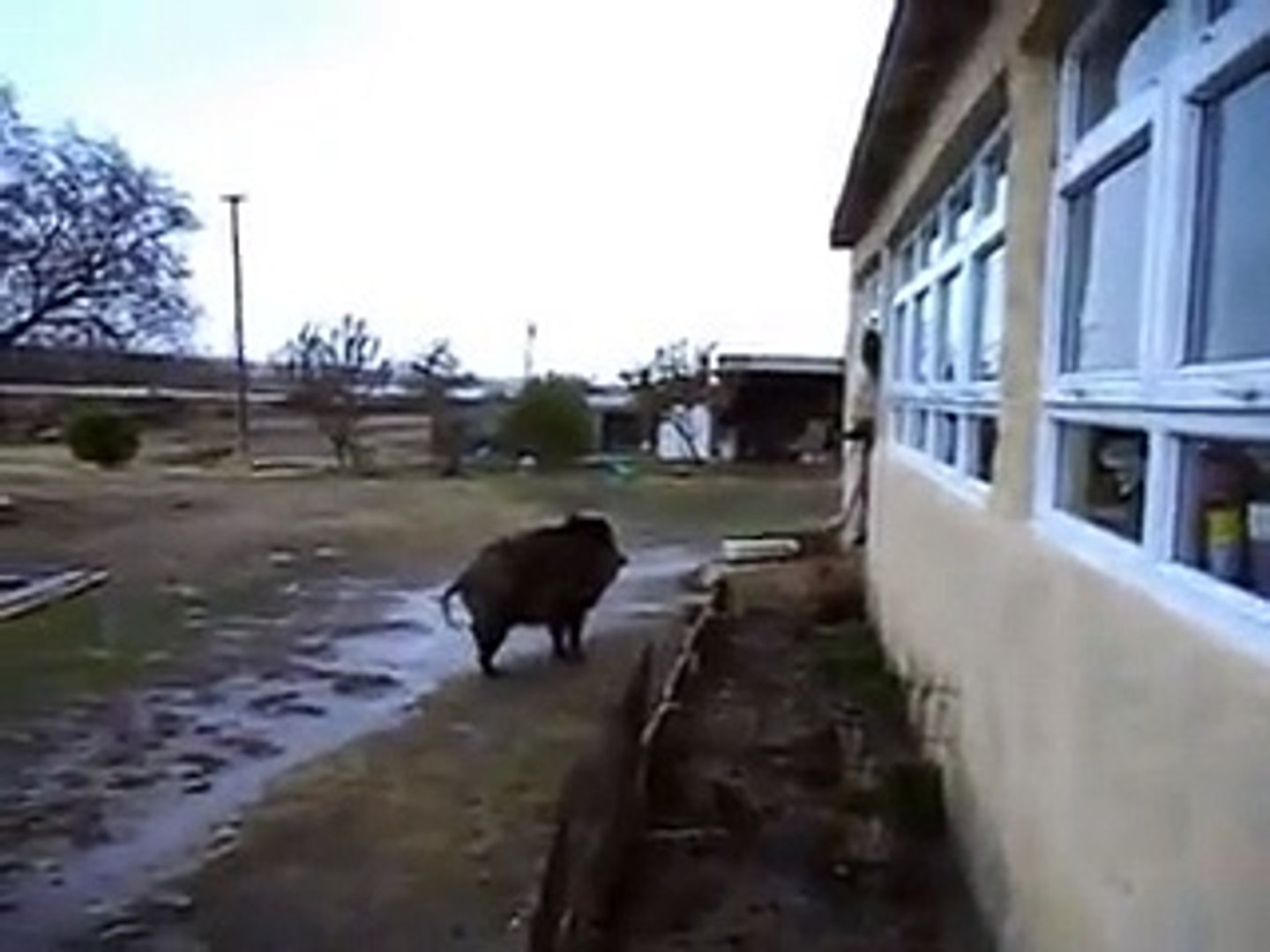 Yaban Domuzu beslemek