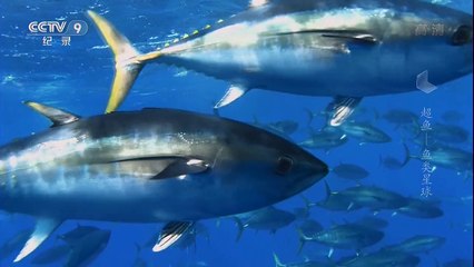 超鱼01_鱼类星球_720P