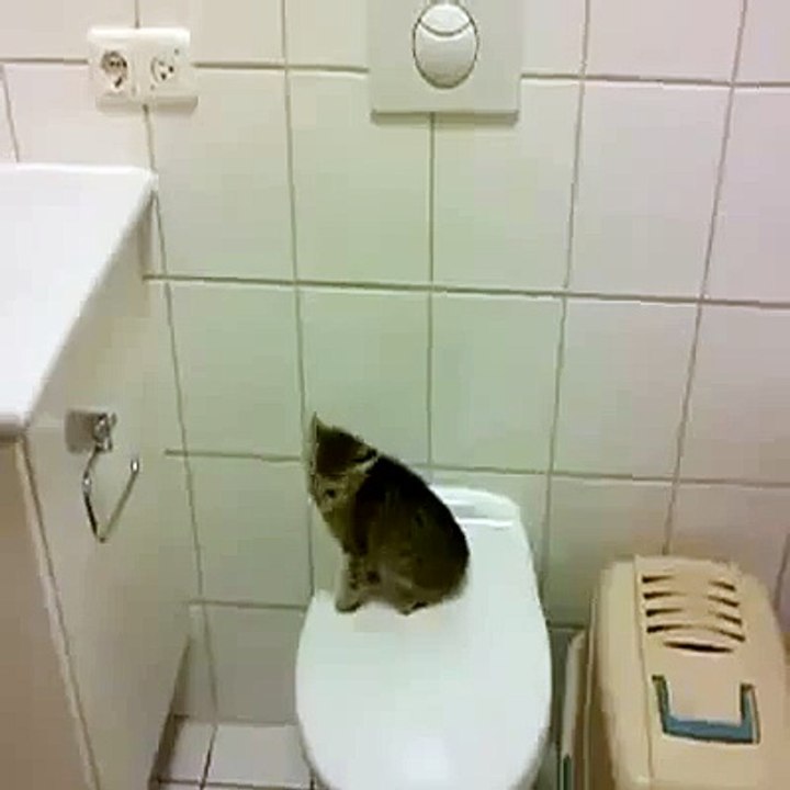 CAT FIRST JUMP