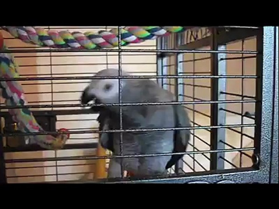GREY PARROT DOING WISHTLE