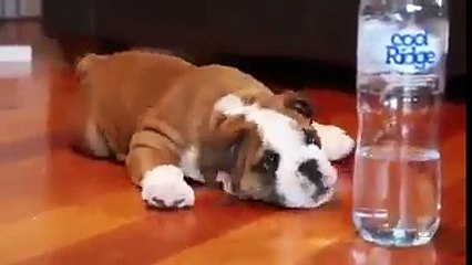 PUPPY PLAYING WATER BOTEL