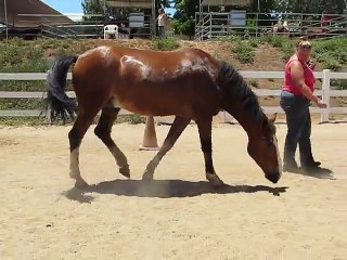 Cavalo Peidorreiro