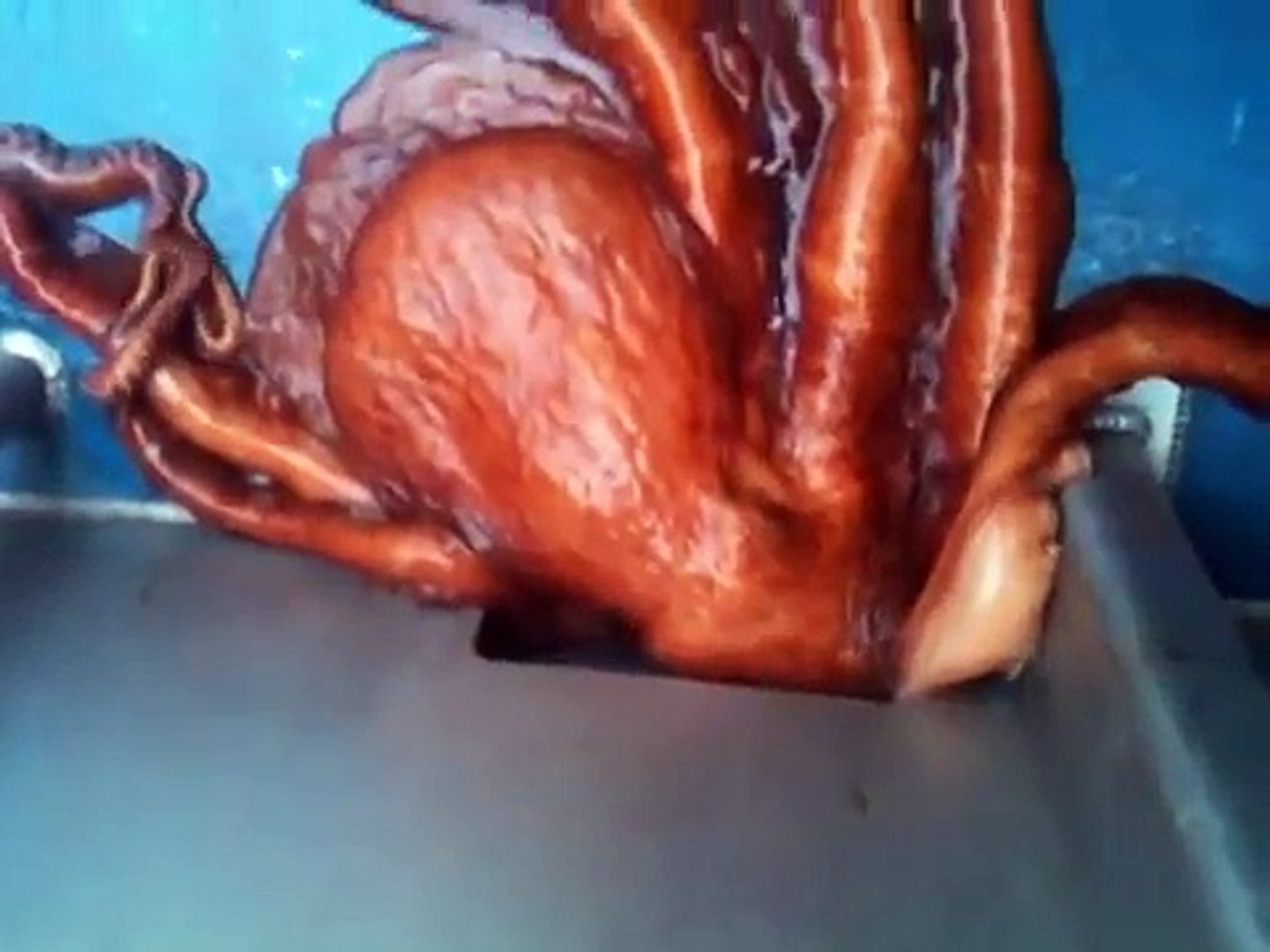 ⁣Watch Octopus escape through small boat hole Octopus Intelligence