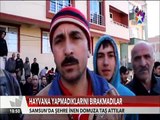 Samsun'da Şehre inen Domuza taş ve Bayburt'ta Şehire inen Kurtlar