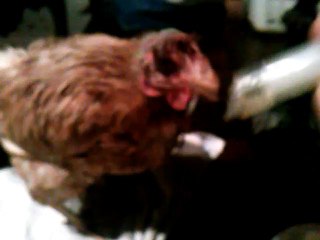 2014 : poule trouvée en train de mourir, en train de boire à la seringue