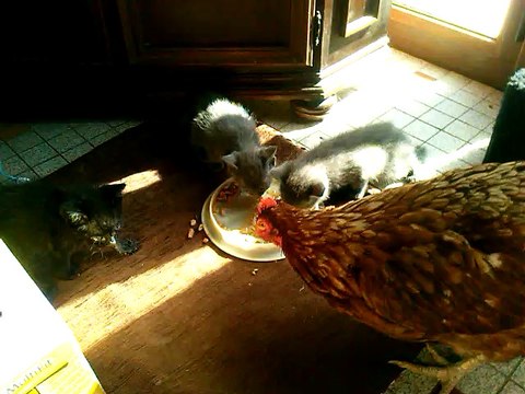 2014 : entente entre des chatons de sauvetage et une poule de sauvetage en soins