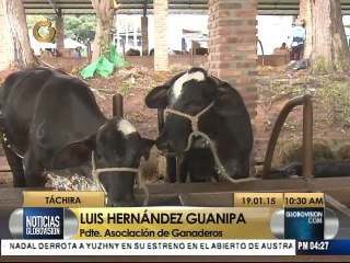 Denuncian que producción de leche y carne en Táchira bajó 10%