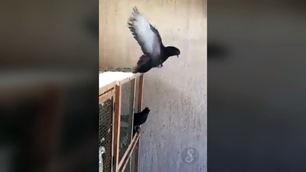 Un pigeon fait des backflips
